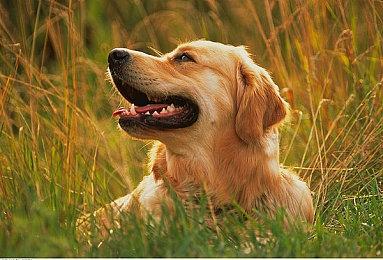 Gearbox限时复活英雄射击游戏《巨兽战争》